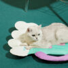 Colorful Beer Pet Cooling Mat