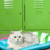 Colorful Beer Pet Cooling Mat