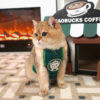 Café Cardboard Cat House