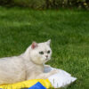 Beer-Shaped Pet Cooling Mat